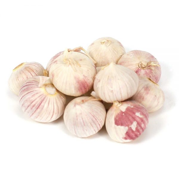 Garlic