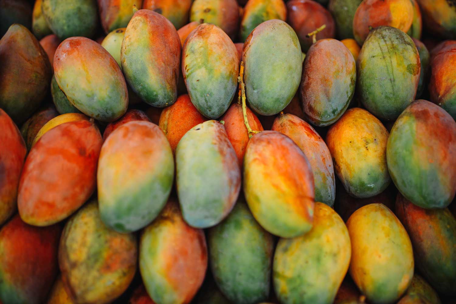 Fun Facts About Mangoes